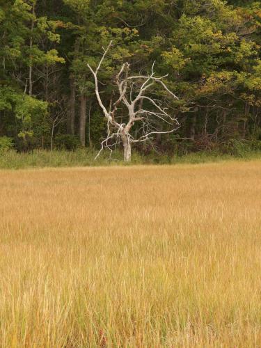 marsh view in October at Rough Meadows Wildlife Sanctuary in northeast Massachusetts