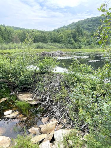 beaver work in August at Round Mountain in southwest MA