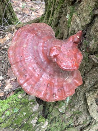 mushroom in August at Round Mountain in southwest MA