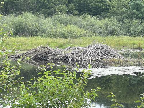 beaver work in August at Round Mountain in southwest MA