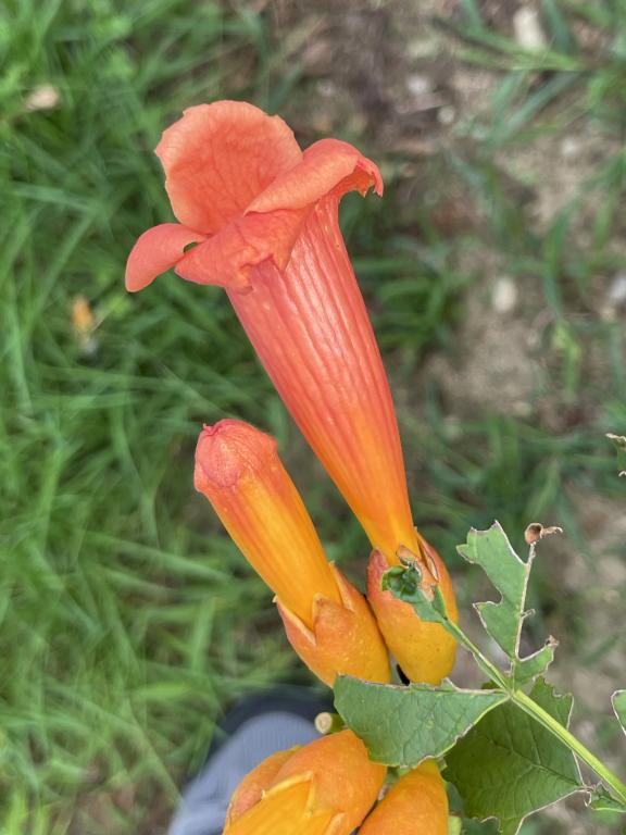 Trumpet Creeper (Campsis radicans) in August at Roussel Field and River Walk in Nashua NH