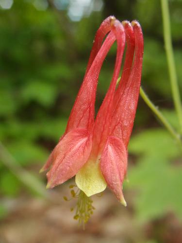 Wild Columbine (Aquilegia canadensis)