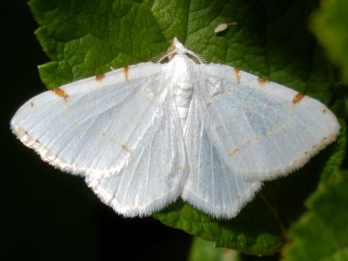 Lesser Maple Spanworm Moth (Speranza pustularia)