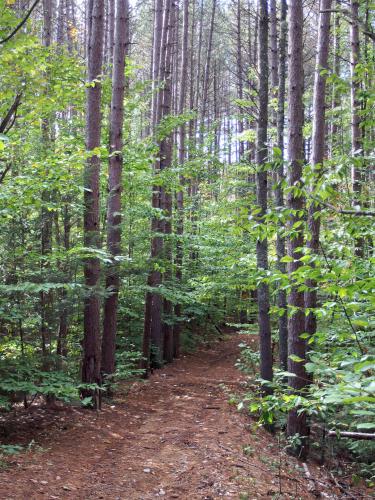 trail at Russell Abbott State Forest in southern New Hampshire