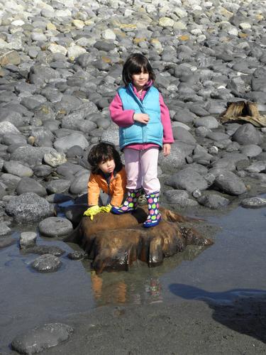 kids and ancient tree stump at Cable Road Beach at Rye in New Hampshire