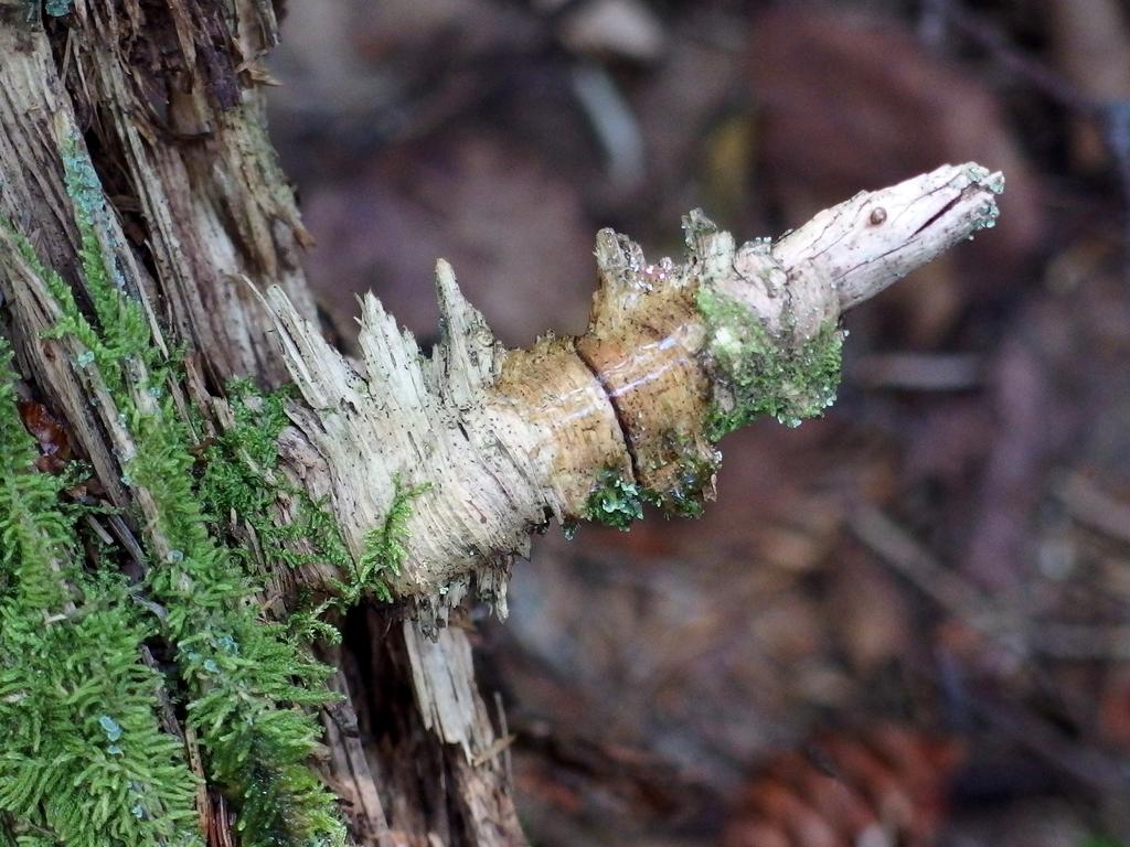 an imaginary emerging reptilian creature (complete with eye, mouth and spiny backbone) on a deep-woods rotting tree stump