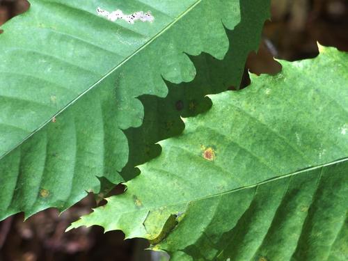 American Chestnut