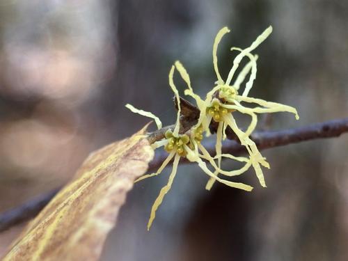 Witch-hazel