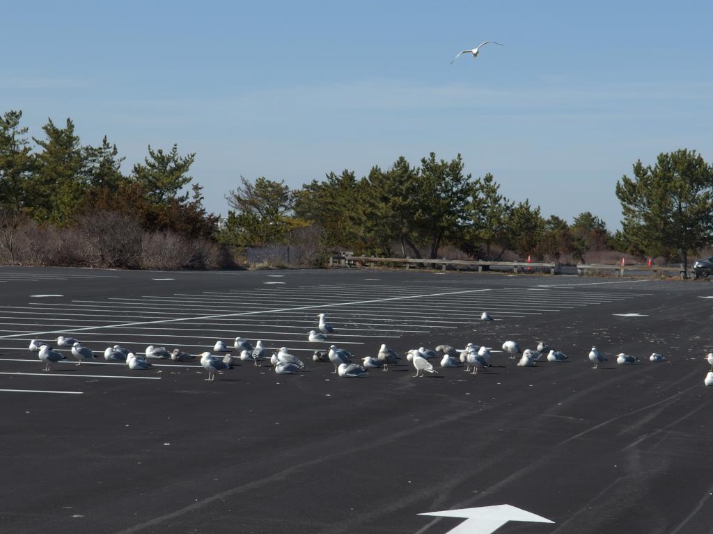 gulls in March on the parking lot at Salisbury Beach State Reservation in eastern Massachusetts