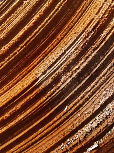 wood-saw-cut tree trunk on Salt Ash Mountain in Vermont