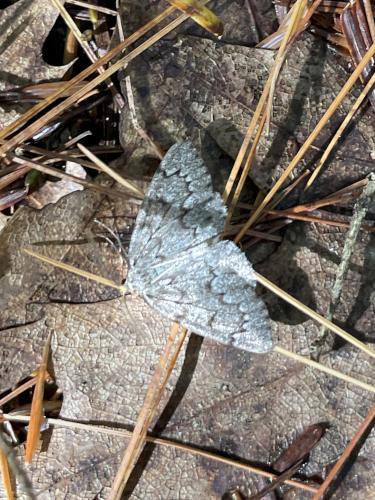 moth in September at Sandown Town Forest in southern NH