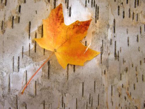 golden leaf and birch log