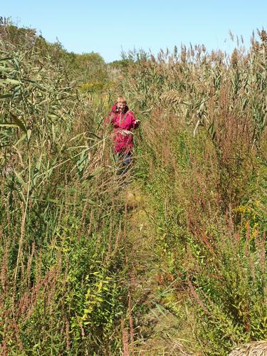 Betty Lou walks the Sandy Point Path in eastern Massachusetts