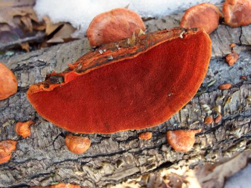 Cinnabar Red Polypore (Pycnoporus cinnabarinus) mushroom in February at Richard Sargent WMA in southeast New Hampshire