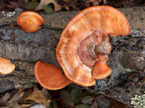 Cinnabar Red Polypore (Pycnoporus cinnabarinus) mushroom in February at Richard Sargent WMA in southeast New Hampshire