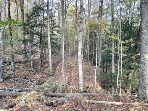 woods in October at Sargent Town Forest in southern New Hampshire