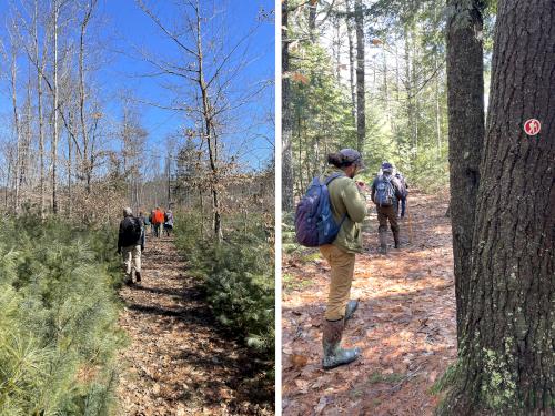 trails in March at Sargent Camp in southern NH