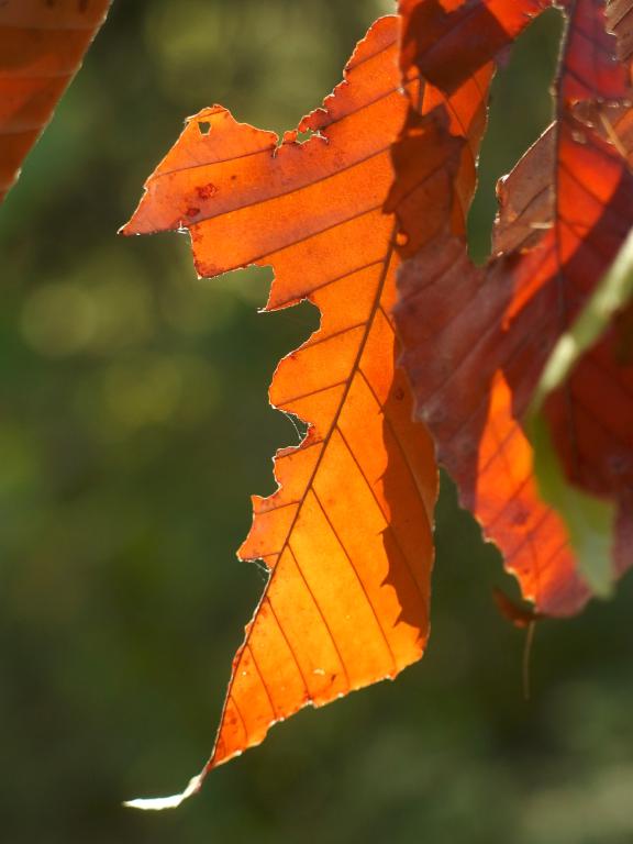 Nature's art in August at Saunders Pasture Conservation Area in southern New Hampshire