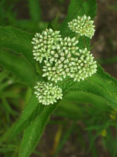 Boneset