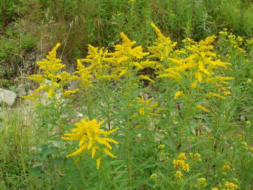 Canada Goldenrod