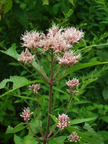 Joe Pye Weed