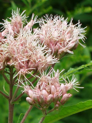 Joe Pye Weed flowers