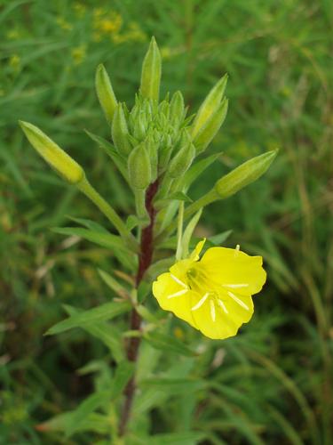 Wild Evening Primrose