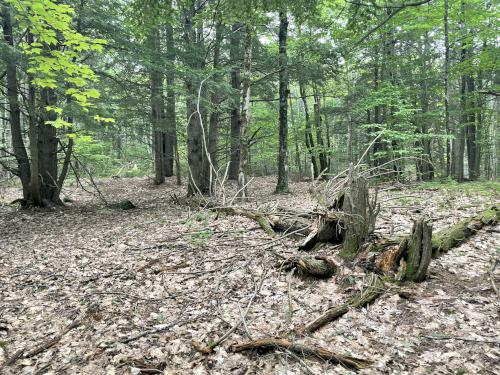 bushwhack woods in July at Sawyer Mountain near Limington in southwest Maine