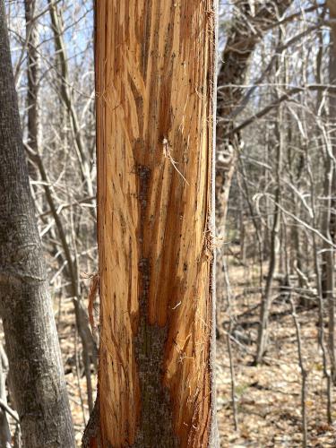 antler-scraped tree in April at Sawyer Hill in southern New Hampshire