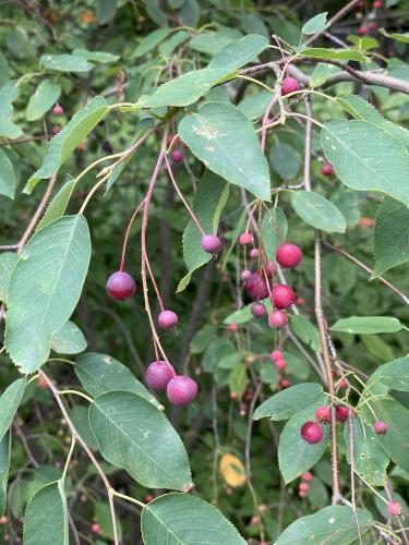 Canadian Shadbush