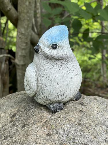 bird at Sawyer Ponds in central NH