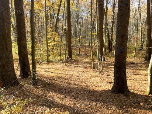 woods in October at Sawyer Conservation Land in southern NH