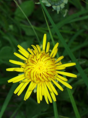 Common Dandelion