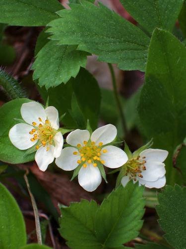 Wild Strawberry flowers