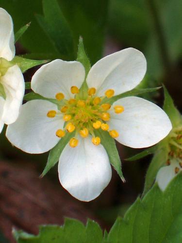 Wild Strawberry flowers