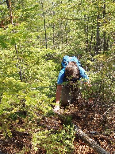 bushwhacker on the way to Scar Ridge West Peak in New Hampshire