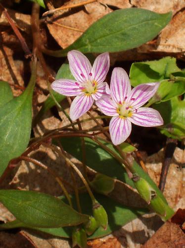 Spring Beauty flowers