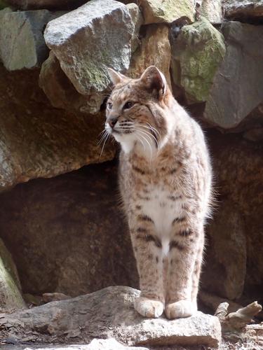 Bobcat