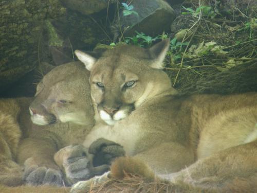 Mountain Lion