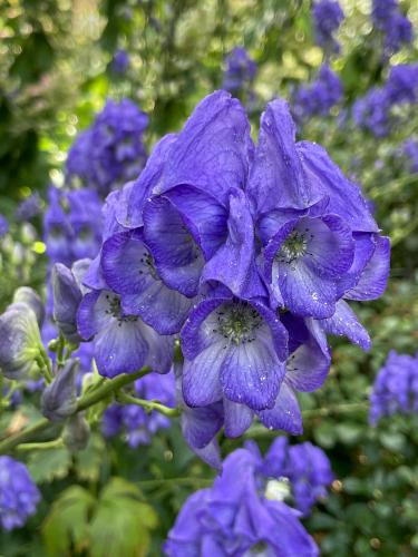 Autumn Monkshood (Aconitum Carmichaelii) in October at Kirkwood Gardens