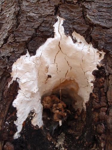 Dog Vomit Slime Mold