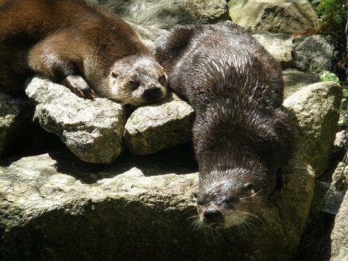 Northern River Otter