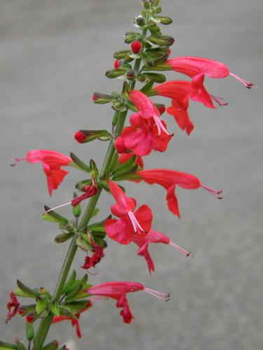 Red Sage (Salvia coccinea)