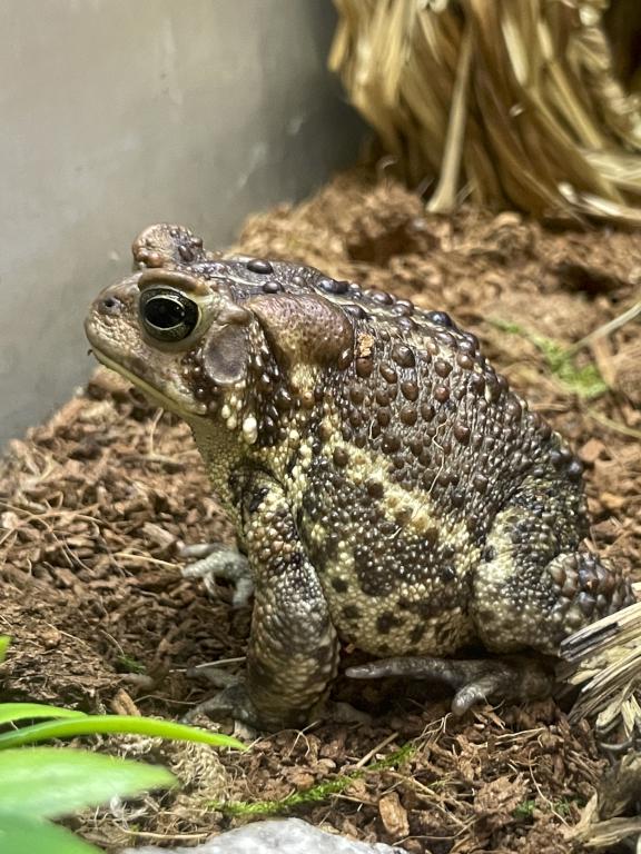 American Toad (Bufo americanus) at Squam Lakes Natural Science Center