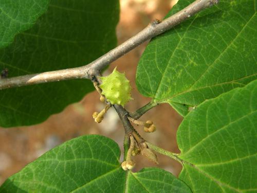 Witch Hazel (Hamamelis virginiana)