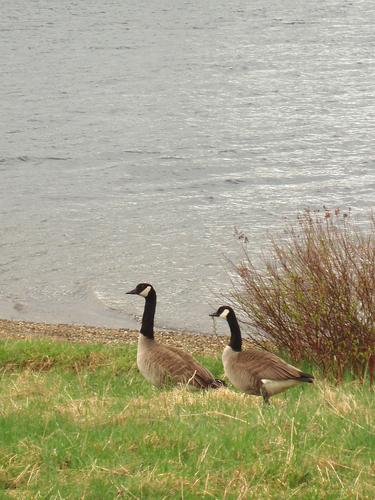 Canada Goose