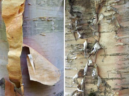 birch trees at Scott Bog South Peak in northern New Hampshire