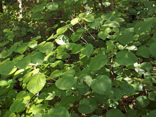 hobblebush at Scott Bog South Peak in northern New Hampshire