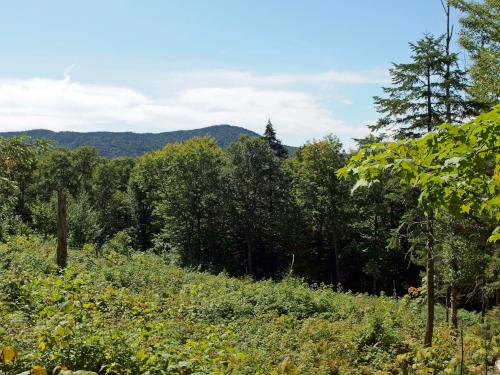 limited view at Scott Bog South Peak in northern New Hampshire