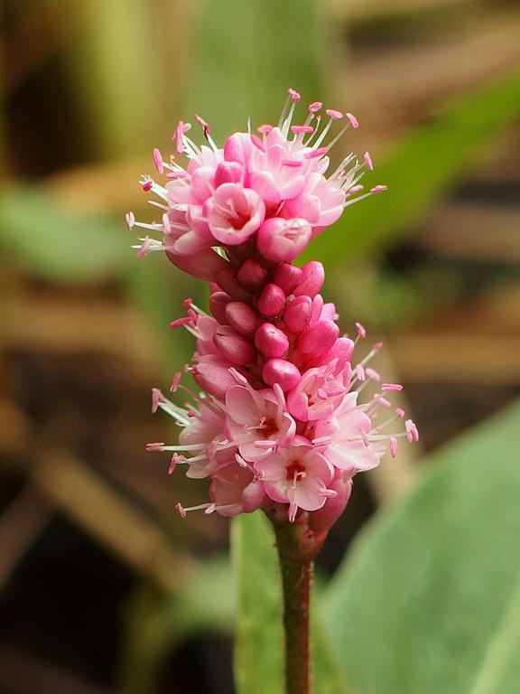 Water Smartweed (Polygonum amphibium) in October at Cutter Woods in southern New Hampshire